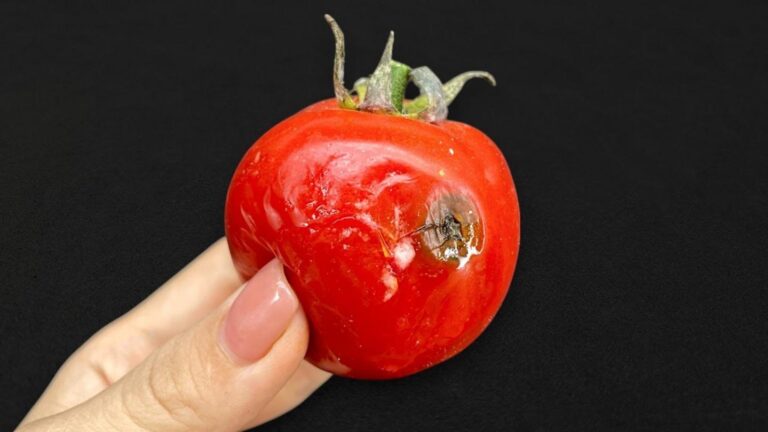 Dieser vergessene Trick verwandelt alte Tomaten in wertvolle Gartenhelfer …