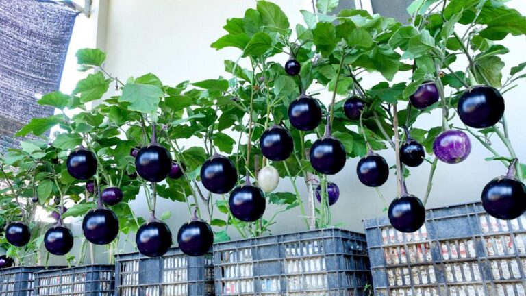 Dieser vergessene Trick macht riesige Auberginen ganz einfach im eigenen Garten möglich…