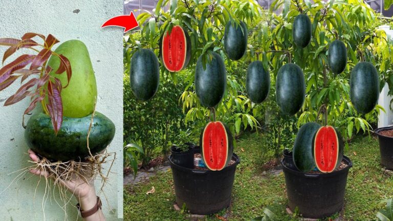 Dieser erstaunliche Trick zeigt, wie du die Fruchtmenge deiner Mango drastisch steigern