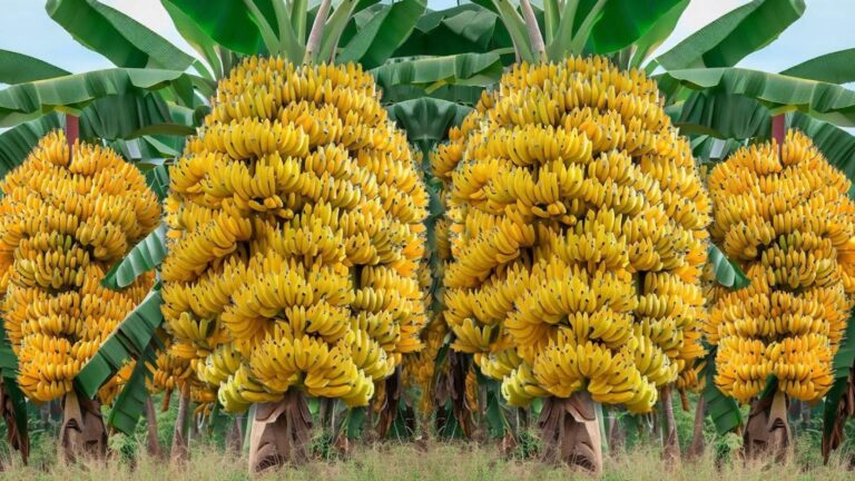 Diese einfache Technik lässt deine Bananen, Mangos und Kokosnüsse prächtig gedeihen …