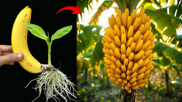 Diese einfache Technik lässt deinen Bananenbaum in Rekordzeit sprießen und fruchten…