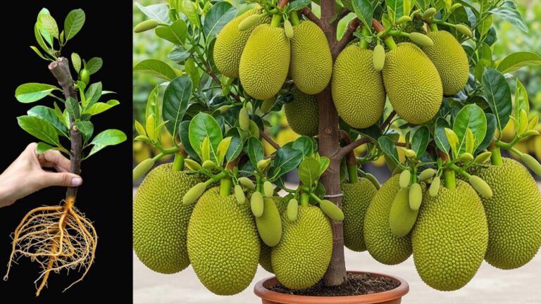 Ein einfacher Haushaltstrick, der deinen Jackfrucht-Baum in kürzester Zeit explodieren lässt…