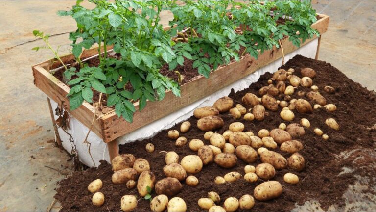 Ein einfacher Trick, um früh Kartoffeln zu ernten und die Erträge zu verdoppeln…