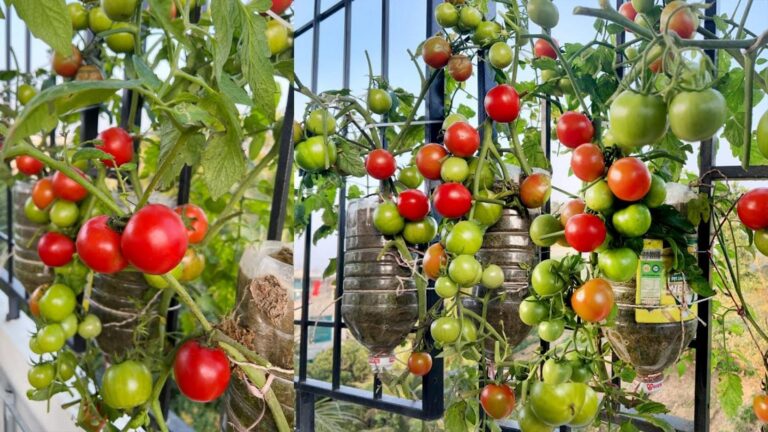 Dieser einfache Trick verwandelt selbst kleinste Balkone in eine Tomatenoase …