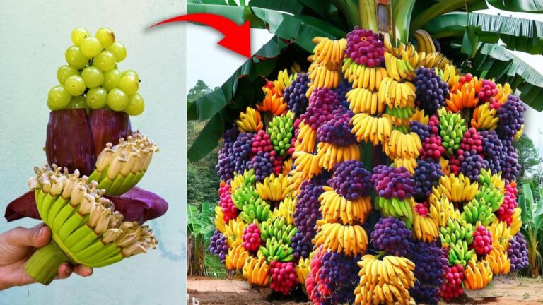 Diese einfache Methode kombiniert Bananen und Trauben für eine traumhafte Ernte…