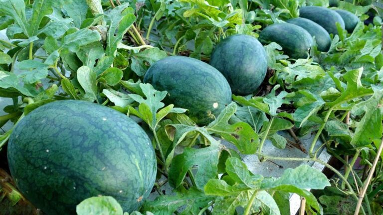 Dieser einfache Trick verwandelt deine Terrasse in ein Obstparadies voller saftiger Melonen…