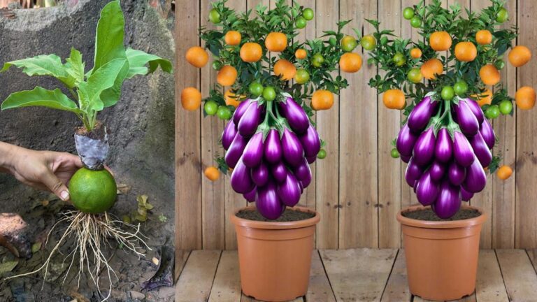Dieser einfache Trick lässt Auberginen aus Orangen sprießen… entdecke die magische