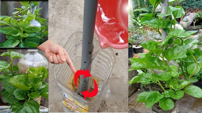 Dieser einfache Trick lässt deinen Spinat im Hochbeet üppig und gesund wachsen…