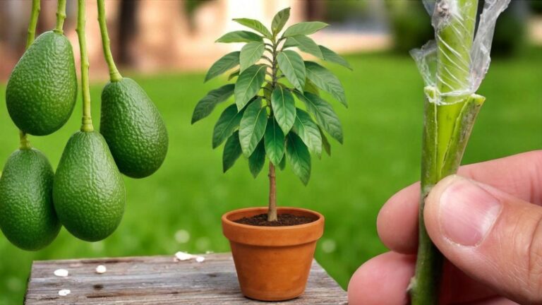 Dieser einfache Trick lässt deinen Avocado-Baum schon nach einem Jahr fruchten…