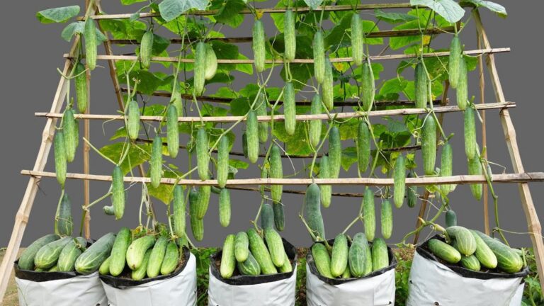 Dieser einfache Trick lässt deine Gurken im Garten üppig und schmackhaft wachsen…
