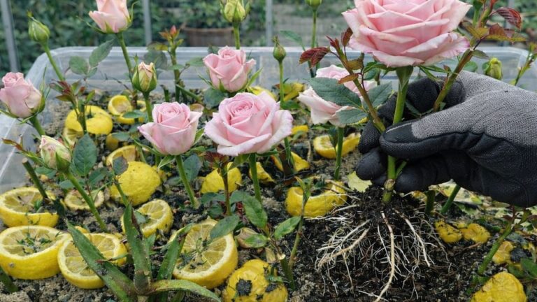 10 schnelle Tipps: Rosen aus Schnittlingen züchten – 100% natürliche Methode!