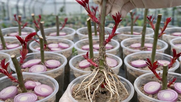 5 Schritte, um Rosenstecklinge schnell zu bewurzeln und üppig blühen zu lassen